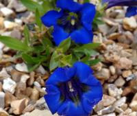 Gentiana acaulis